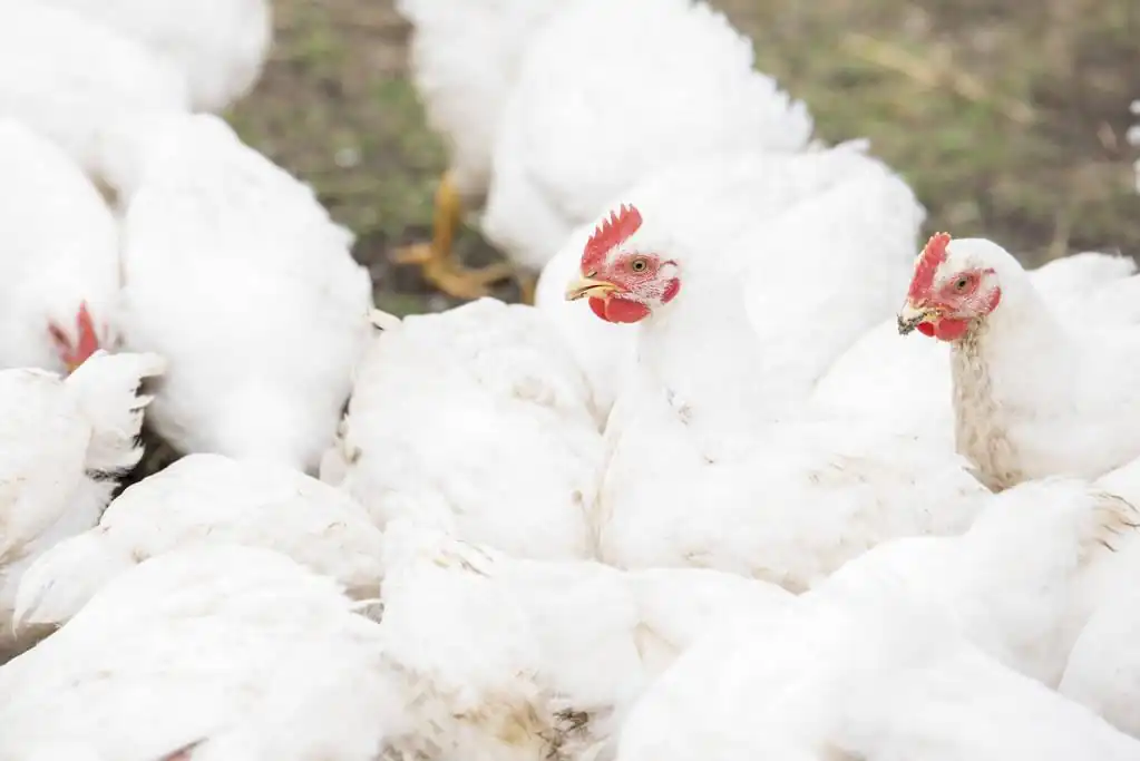livestock and poultry clinical practice